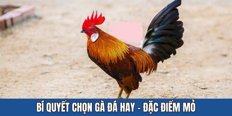 Bật mí bí quyết chọn gà đá hay theo mỏ chiến kê