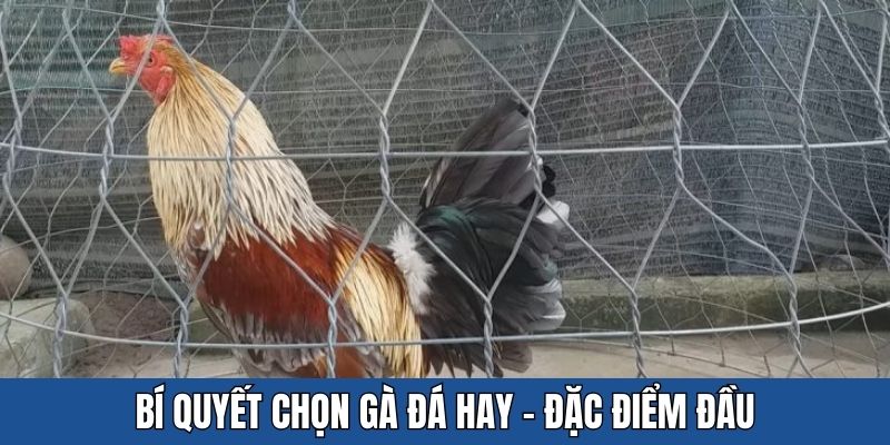 Bí quyết chọn gà đá hay khi dựa vào đầu