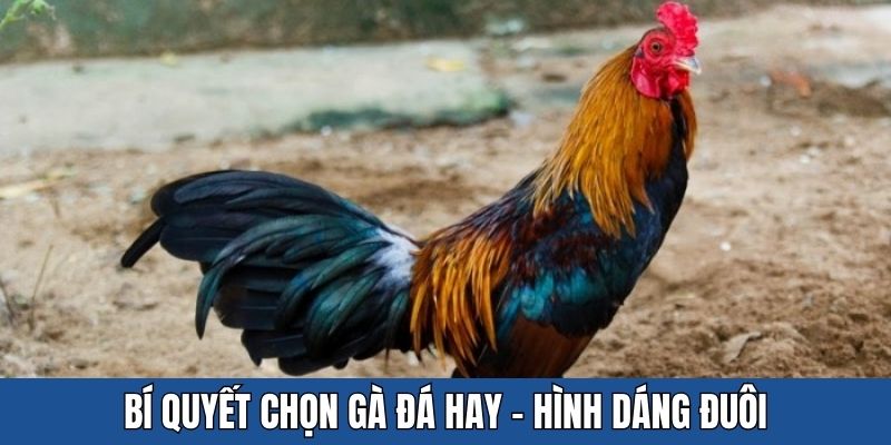 Bí quyết chọn gà đá hay - Nhìn vào hình dáng đuôi