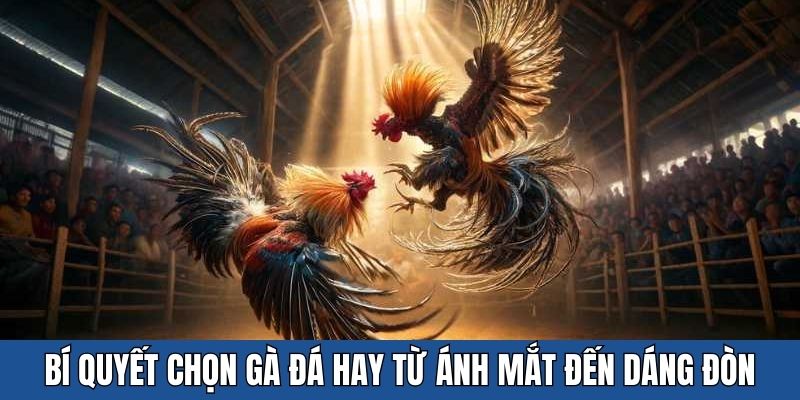 bí quyết chọn gà đá hay